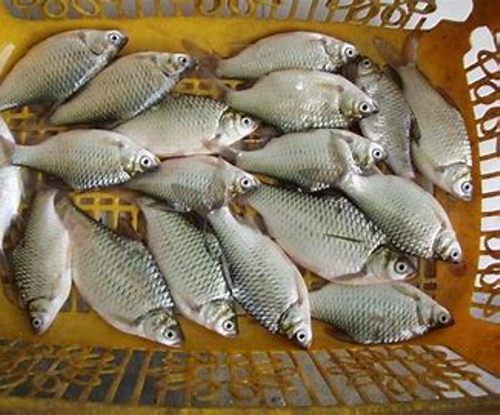 Benih Ikan Tawes 10 - 20 cm